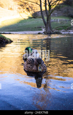 Ein paar Enten auf dem Wasser, See, Fluss auf einem eisigen Januar morgen im Peak District National Park in Derbyshire durch die dovedale Stepping Stones Stockfoto