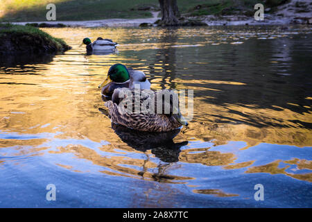 Ein paar Enten auf dem Wasser, Fluss, See auf einem eisigen Januar morgen im Peak District National Park in Derbyshire durch die dovedale Stepping Stones Stockfoto