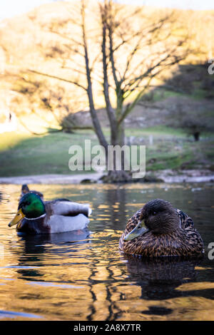 Ein paar Enten auf dem Wasser, Fluss, See auf einem eisigen Januar morgen im Peak District National Park in Derbyshire durch die dovedale Stepping Stones Stockfoto