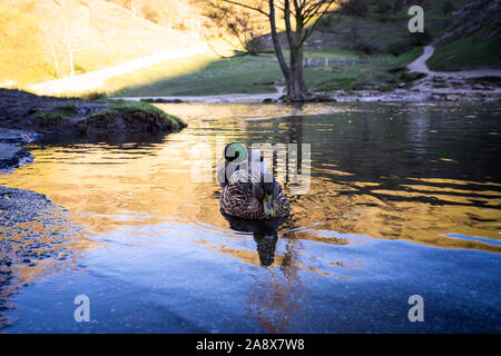 Ein paar Enten auf dem Wasser, Fluss, See auf einem eisigen Januar morgen im Peak District National Park in Derbyshire durch die dovedale Stepping Stones Stockfoto