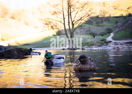 Ein paar Enten auf dem Wasser, Fluss, See auf einem eisigen Januar morgen im Peak District National Park in Derbyshire durch die dovedale Stepping Stones Stockfoto