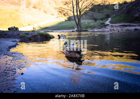 Ein paar Enten auf dem Wasser, Fluss, See auf einem eisigen Januar morgen im Peak District National Park in Derbyshire durch die dovedale Stepping Stones Stockfoto