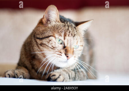 Mürrisch, schöne, tabby Katze mit grünen Augen. Nahaufnahme Gesicht Stockfoto