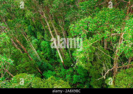 Riesige Eucalyptus regnans Bäumen, wie Eberesche bekannt, Sumpf Gummi, oder strähnig Gummi, ist eine Pflanzenart aus der Gattung Eukalyptus bei Great Otway National Park gefunden. Stockfoto