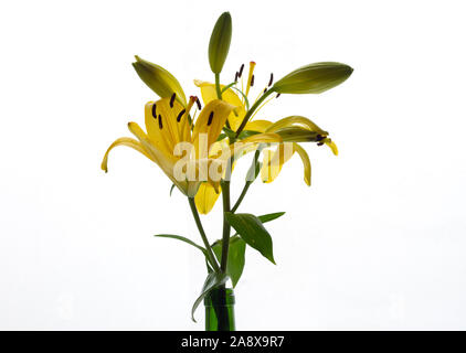 Gelbe asiatische Lilien, Lilie Bouquet mit grünen Blättern auf sauberen, weißen Hintergrund Stockfoto