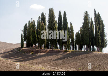 Schöne Cypress Tree Kreis in der Mitte eines Feldes in der Toskana Stockfoto