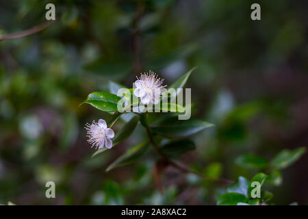 Das türkisfarbene Wasser in Es portitxol, Ibiza, Spanien. Versteckte Bucht auf der Insel Ibiza, in Sant Joan de Labritja. Stockfoto