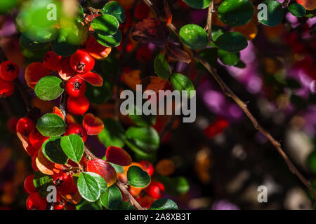 Rote Beeren auf einem Zweig, selektiver Fokus Technik und defokussiertem Hintergrund mit Platz für Text kopieren Stockfoto