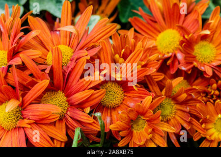 Defokussierten floral background mit Kopie Platz für Text, unscharfe botanischen Thema Hintergrund, der orange Blüten schließen Stockfoto