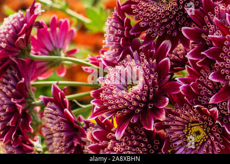 Defokussierten floral background mit Kopie Platz für Text, unscharfe Rosa Lila Blumen Bouquet Stockfoto