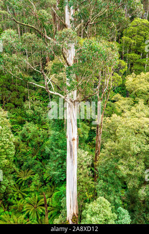 Riesige Eucalyptus regnans Tree, wie Eberesche bekannt, Sumpf Gummi, oder strähnig Gummi, ist eine Pflanzenart aus der Gattung Eukalyptus bei Great Otway National Park gefunden. Stockfoto