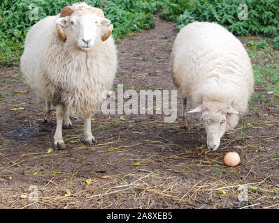 Zwei Schafe in eine grüne Wiese. Das Schaf ist das Essen eines Apfels. Hausschafe. Die Landwirtschaft. Weiden auf der Wiese. Schafe Wolle. Stockfoto