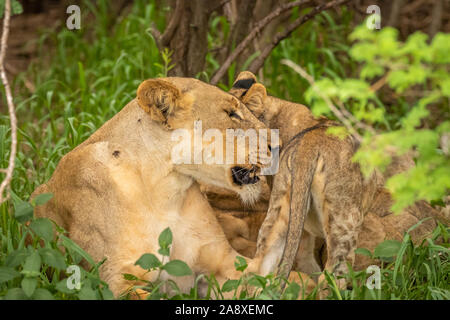 Löwin (Panthera leo leo) ihren jungen Krankenpflege, Madikwe Game Reserve, Südafrika. Stockfoto