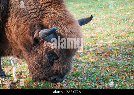 Ein Wisent, Bison bonasus, Beweidung auf die parklandschaft an der Highland Wildlife Park Kincraig, Schottland. 30. Oktober 2019 Stockfoto