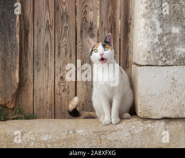 Lustige Katze mit einem entsetzten Ausdruck sitzen vor eine alte Holztür, die weißen Kitty mit calico Farbmuster ist völlig erstaunt Stockfoto