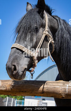 Schwarz-weiß-Porträt des arabischen Pferdes Stockfoto