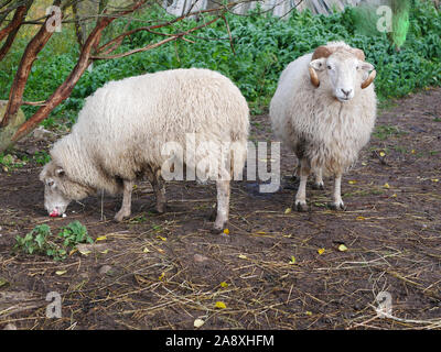 Zwei Schafe in eine grüne Wiese. Das Schaf ist das Essen eines Apfels. Hausschafe. Die Landwirtschaft. Weiden auf der Wiese. Schafe Wolle. Stockfoto