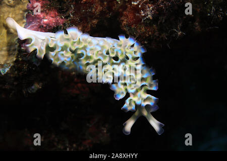 Lettuce Sea Slug (Tridachia crispata) unter Wasser im Meer der Karibik Bonaire Stockfoto