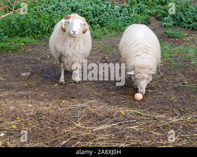 Zwei Schafe in eine grüne Wiese. Das Schaf ist das Essen eines Apfels. Hausschafe. Die Landwirtschaft. Weiden auf der Wiese. Schafe Wolle. Stockfoto