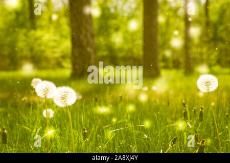 Weiß Löwenzahn grünes Feld in einem Sommer Wald Stockfoto
