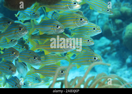 Schwarm von smallmouth Grunzen (Haemulon chrysargyreum) unter Wasser im Meer der Karibik Bonaire Stockfoto