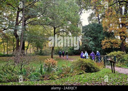 Eine ältere Gruppe der Damen, die zu Fuß durch die Plantage genießen Sie die Farben des Herbstes in Bushy Park Greater London England Großbritannien Stockfoto