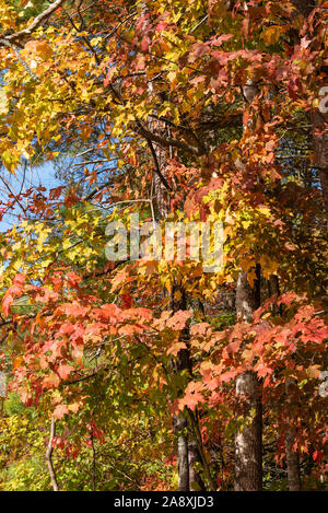Die Farben des Herbstes auf voller Anzeige an Unicoi State Park in Helen, Georgia. (USA) Stockfoto