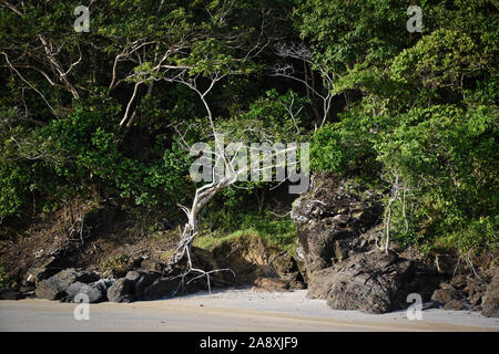 Hanglage mit schwarzen Felsen und grünen Bäumen, Pflanzen am Ufer des wunderschönen exotischen Sandstrand und eine atemberaubende Cenang Beach in Insel Langkawi, in Malaysi Stockfoto