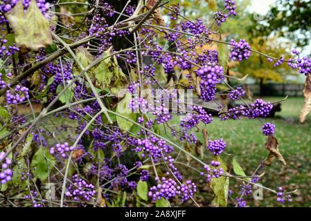 In der Nähe des Blue Violet Beeren der Strauch Callicarpa bodinieri Stockfoto