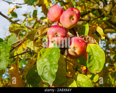 Rote Äpfel auf einem Baum im sonnigen Wetter. Obstbäume mit reife rote Äpfel in der Plantage an einem sonnigen Sommertag. Bauernhof für wachsende äpfel. Lucky Stockfoto