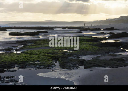 Bright Green Rock Moss auf Nachmittag Strand Stockfoto