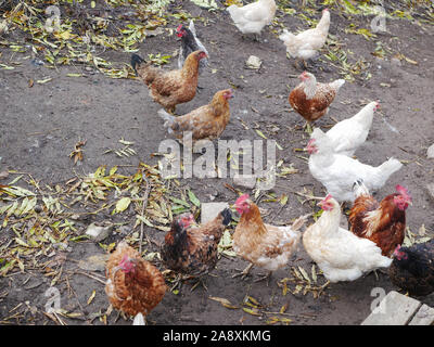 Hühner Gänse Landwirtschaft. gänse Geflügel Hof im Dorf. Hühner und Gänse Spaziergang an der frischen Luft. Bauernhof mit Tieren Stockfoto
