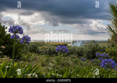 Agapanthus blüht in einem Garten in der Stadt auf St. Agnes, Isles of Scilly, Cornwall, England, Großbritannien Stockfoto