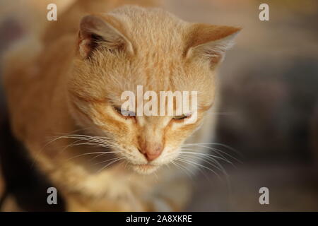 Obdachlose ginger Cat ruht auf der Straße Stockfoto