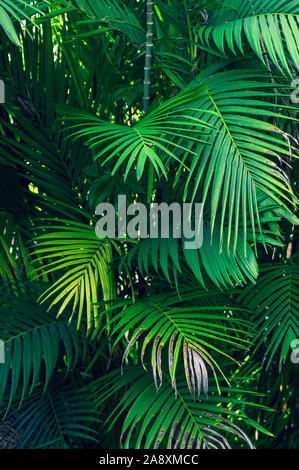 Blätter abstrakt Palm tropische Blätter bunte Blume auf dunklen tropischen Pflanzen Natur Hintergrund dunkel blau Laub Natur Stockfoto