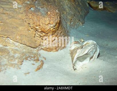 Unterwasser Formationen in der Cenote Dos Ojos in der Nähe von Tulum, Mexiko Stockfoto