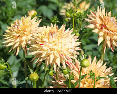 Blühende dahlien im garten Stockfoto