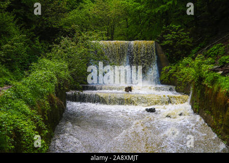 Blick auf die Kaskade von Wasser in Form von kleinen Wasserfällen umgeben von Bäumen. Selektiver Fokus Stockfoto
