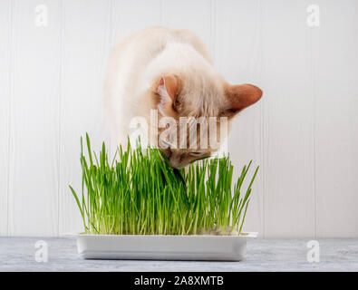 In der Nähe eines schönen Katze essen frische grüne Gras. Pet-Gras. Natürliche hairball Behandlung, grünes saftiges Gras für Katzen, gekeimten Hafer nützlich für Katzen Stockfoto
