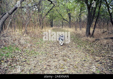 Fluss, der Husky mutt, genießen den letzten Tag des Mauerfalls wetter McKinney Falls State Park, nur außerhalb aus Austin, Texas. Stockfoto