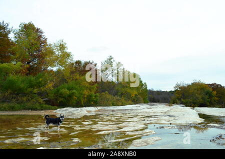 Fluss, der Husky mutt, genießen den letzten Tag des Mauerfalls wetter McKinney Falls State Park, nur außerhalb aus Austin, Texas. Stockfoto