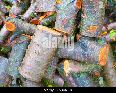 Frisch tree Protokolle abgeschnitten. Cut Kiefer. Close-up. Brennholz für den Winter. Blumenstrauß aus vielen frischen anmeldet. Nass-Protokolle. Farbe Orange schnitt Stockfoto