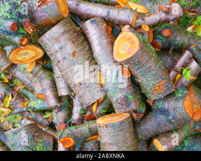 Frisch tree Protokolle abgeschnitten. Cut Kiefer. Close-up. Brennholz für den Winter. Blumenstrauß aus vielen frischen anmeldet. Nass-Protokolle. Farbe Orange schnitt Stockfoto