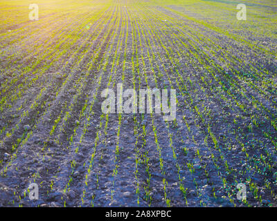 Junge Triebe im Feld. Ernte und Landwirtschaft Konzept. Es ist ein Sonniger Tag bei Sonnenuntergang. Reihen von jungen Triebe auf dem Feld Stockfoto