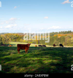 Grüne Wiese mit Kühe in der Nähe von herbstlichen Wald unter blauen Himmel Stockfoto