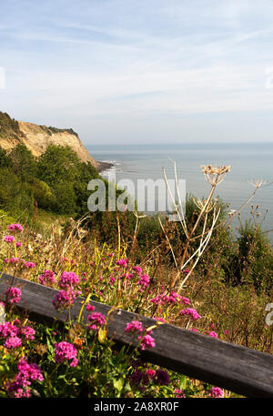 Felsrand und Sträucher und Sträucher In Richtung Ness Point mit Pink Wild Marjoram Flowers in Robin Hoods Bay North Yorkshire England Großbritannien Stockfoto