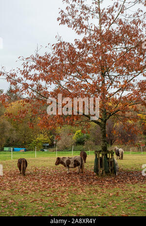 Shetland Ponys Grasen in ein Feld in einem Vorort von Edinburgh mit bunten herbstlichen Farbtöne in den Bäumen Schottland Vereinigtes Königreich Großbritannien Stockfoto