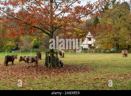 Shetland Ponys Grasen in ein Feld in einem Vorort von Edinburgh mit bunten herbstlichen Farbtöne in den Bäumen Schottland Vereinigtes Königreich Großbritannien Stockfoto