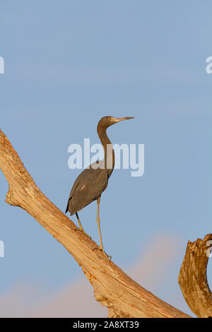 Ein Tri farbige Heron Uhren in den Himmel, während in einem Baum im Florida Everglades thront. Stockfoto