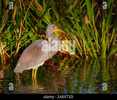 Ein Tri farbige Heron Trocknet bei Sonnenuntergang in den Florida Everglades. Stockfoto